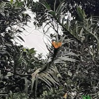 Freycinetia walkeri Solms